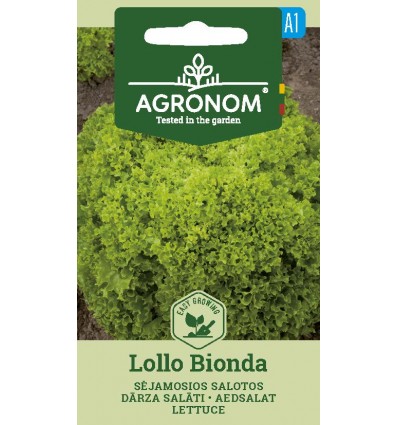 Salat - Lollo Bionda