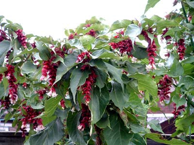 Fasanbusk - Leycesteria formosa