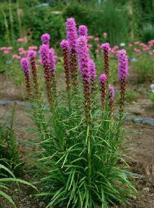 Pragtskær - Lilla - Liatris spicata - PLANTE