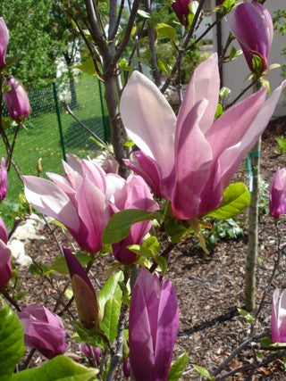Magnolia Liliflora