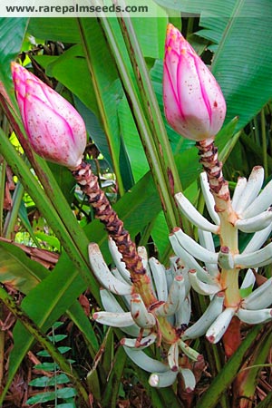 Miri Sump Banan - Musa Campestris var. Limbangensis