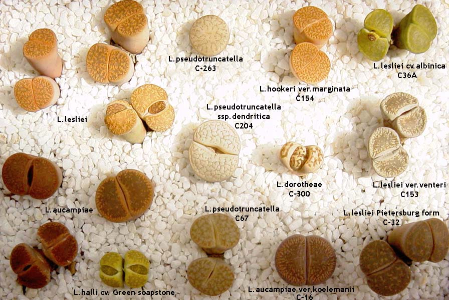 Levende Sten - Lithops - Mix