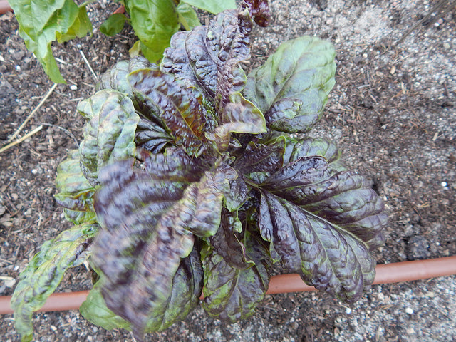 Basilikum - 'Lettuce Leaf Red'