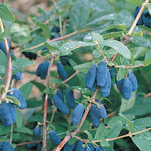 Blåfrugtet Gedeblad- Lonicera caerulea var. kamtschatica Busk 5L