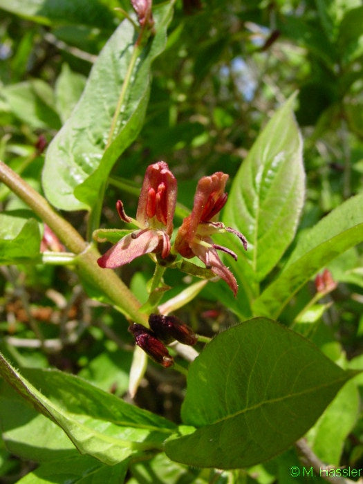Alpe Gedeblad - Lonicera alpigena