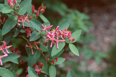 Gedeblad - Lonicera tatarica - Arnold Red