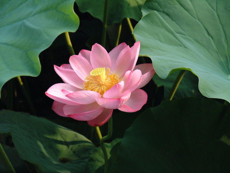 Lotus  Rød/pink - Nelumbo nucifera