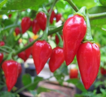 Habanero Luciferino – C. chinense