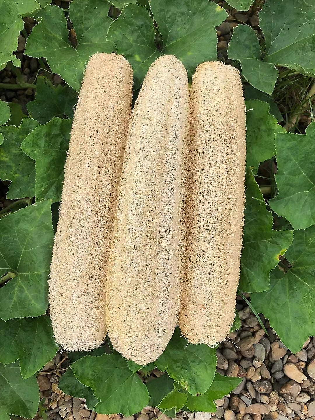 Svampeagurk - Luffa Cylindrica