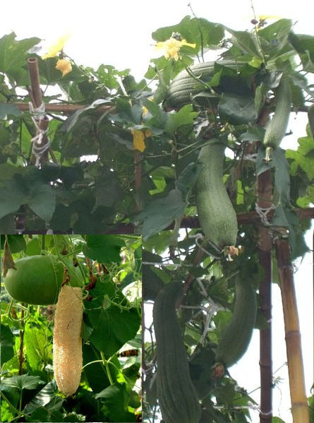Svampeagurk - Luffa Cylindrica