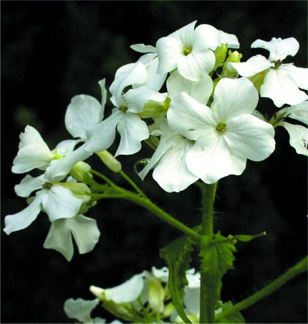 Judaspenge Hvid- Lunaria annua biennis Alba
