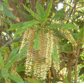 Macadamianød - Macademia integrifolia