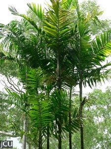 Macarthur Palm - Ptychospermum macarthurii