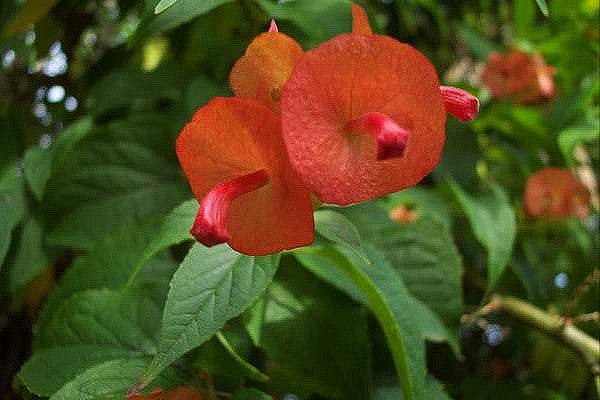 Parasol Blomst - Holmskioldia sanguinea