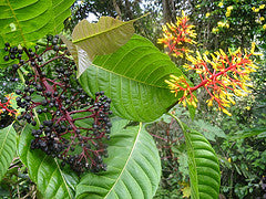 Passiflora macrophyllum