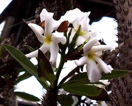 Madagaskarsøjle - Pachypodium lamerei