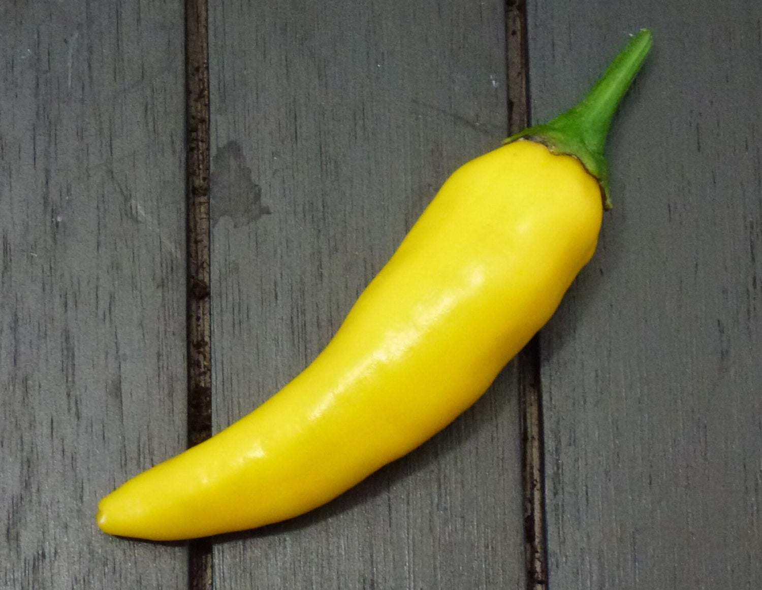 Madre Vieja - C.baccatum