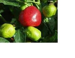 Malawi Piquante - Capsicum Baccatum