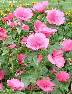 Mamelukærmer pink
