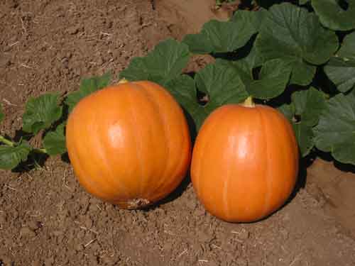 Græskar - Mammoth Gold - Cucurbita pepo