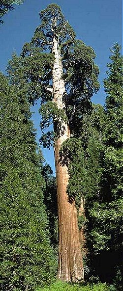 Mammut træ - Sequoiadendron giganteum