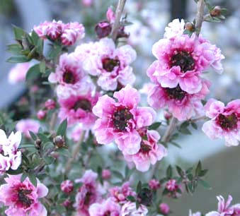 Blomstrende Te-træ (Manuka)