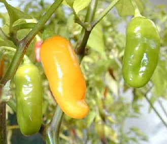 Maraba