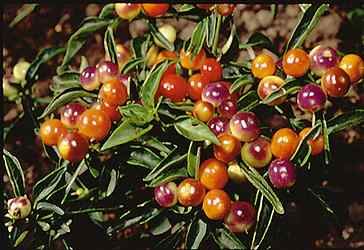 Marbles - Capsicum annum