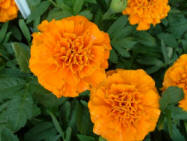 Tagetes - Petit Orange