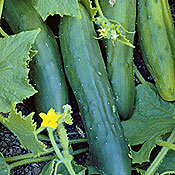 Marketmore agurk