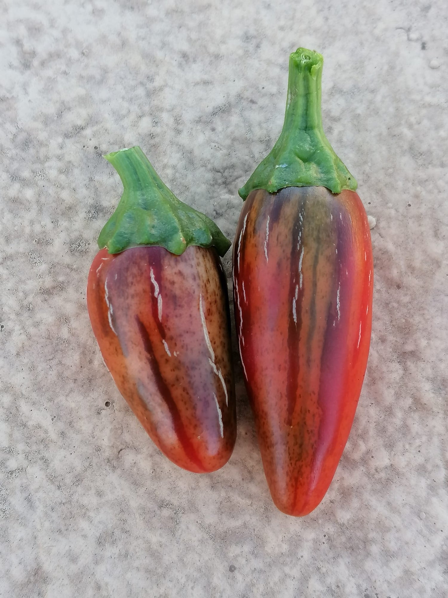 Jalapeno Mattapeño - C.Annuum