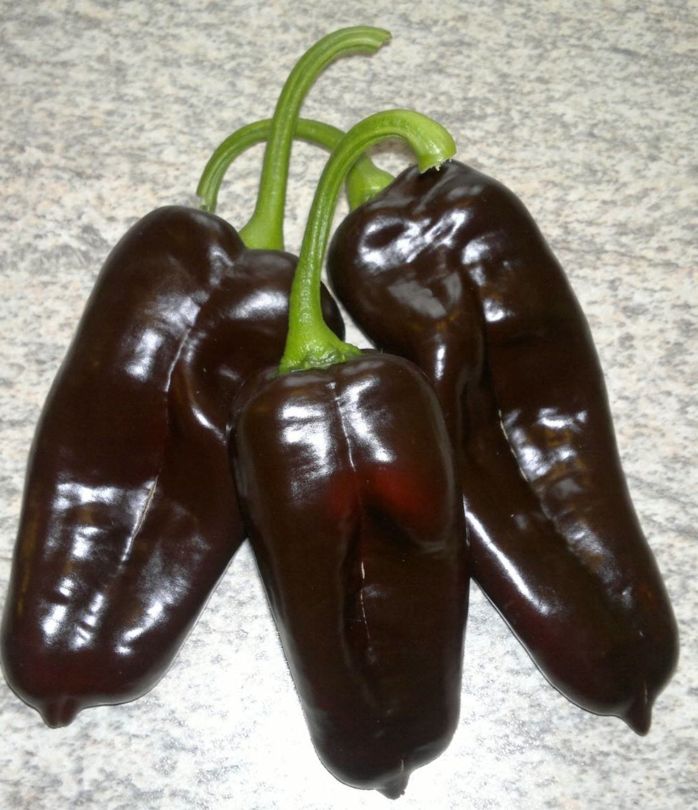Mayan Brown – C. annuum