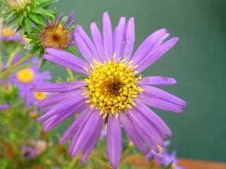 Asters - Robinson mix