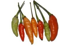Mem Jolokia - C. annuum