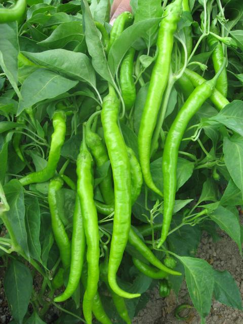 Menderes Aci Kil - chili - 200 gram