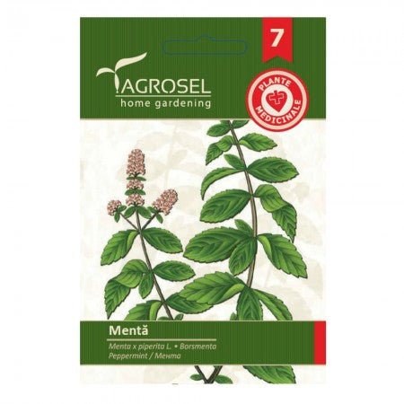 Pebermynte - Mentha Piperita