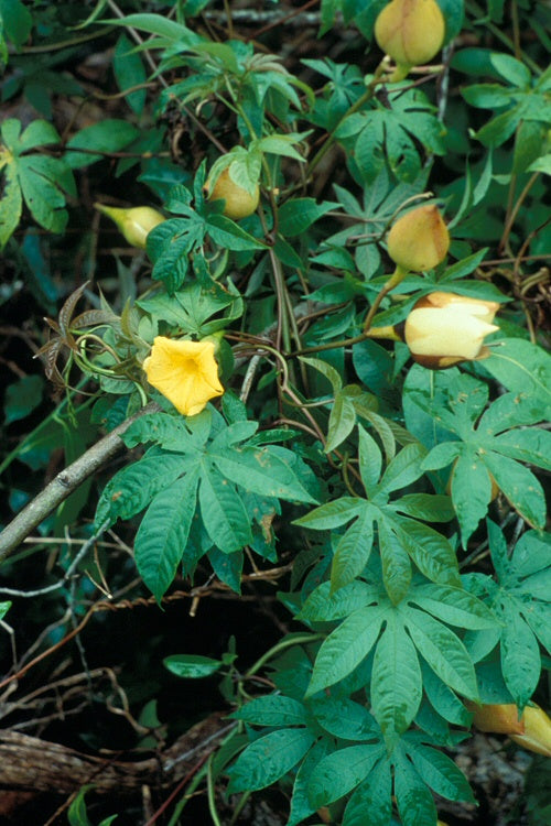 Hawaii trærose - Meremia tuberosa