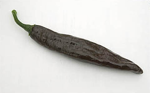 Mexican Negro - C. annuum
