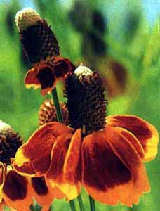 Mexican Hat - Ratibida columnifera
