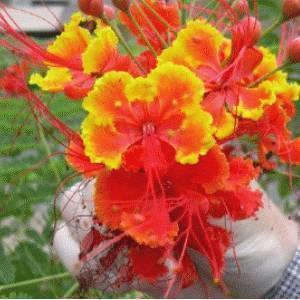 Påfugleblomst 'Mexican Red bird of paradise'