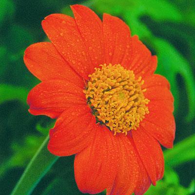 Mexicansk Solblomst - Tithonia Rotundifolia