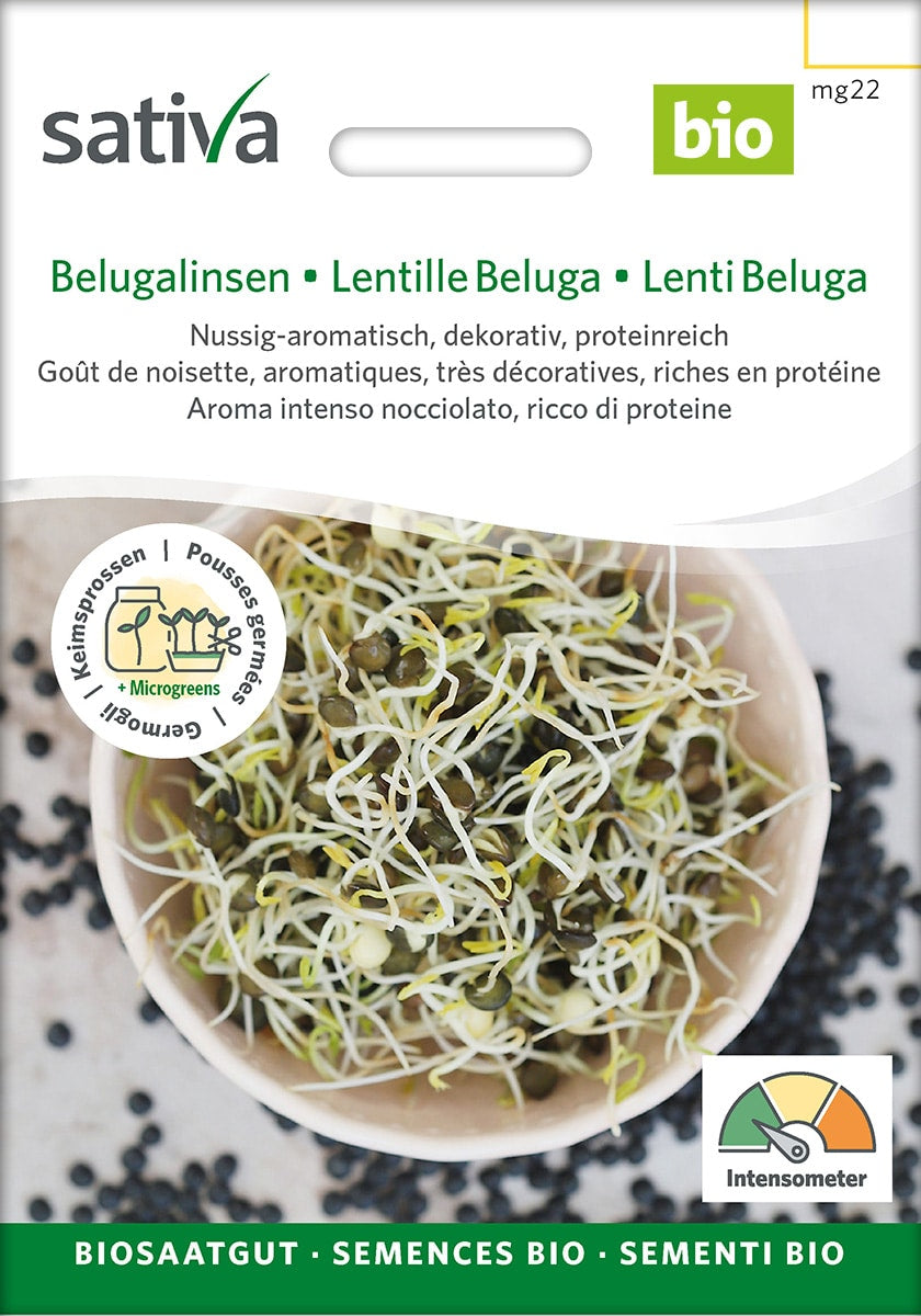 Øko / Biodynamisk beluga linse spire frø til mikro grønt