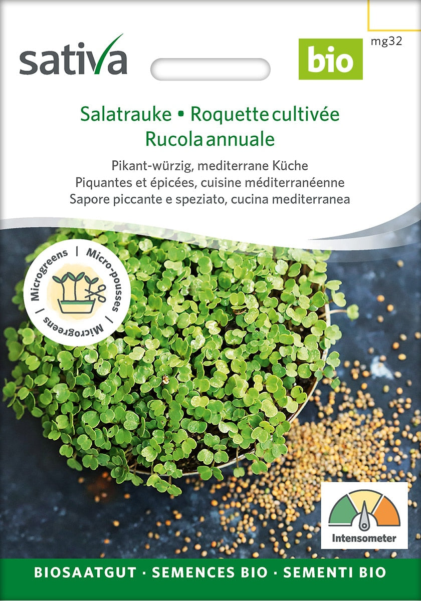 Øko / biodynamisk rucola spire frø til mikro grønt