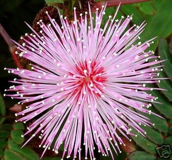 Ægte Mimose - Mimosa Pudica