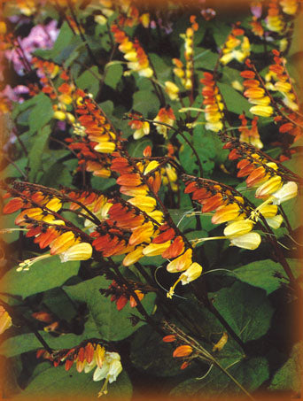 Spanish Flag - Ipomoea lobata