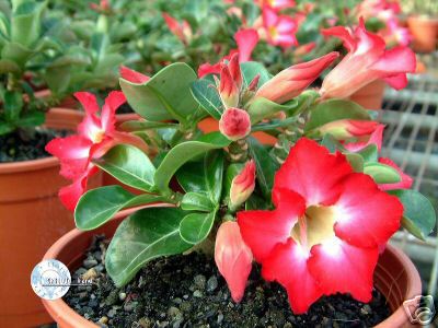 Ørkenrose - Adenium 'Mini size pink'
