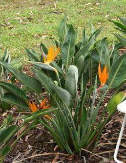 Strelitzia Regina Dværg - paradisfugleblomst, Dværg