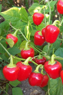 Mini Red Bell - Peber