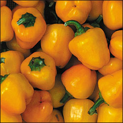 Mini Yellow Bell - Peber