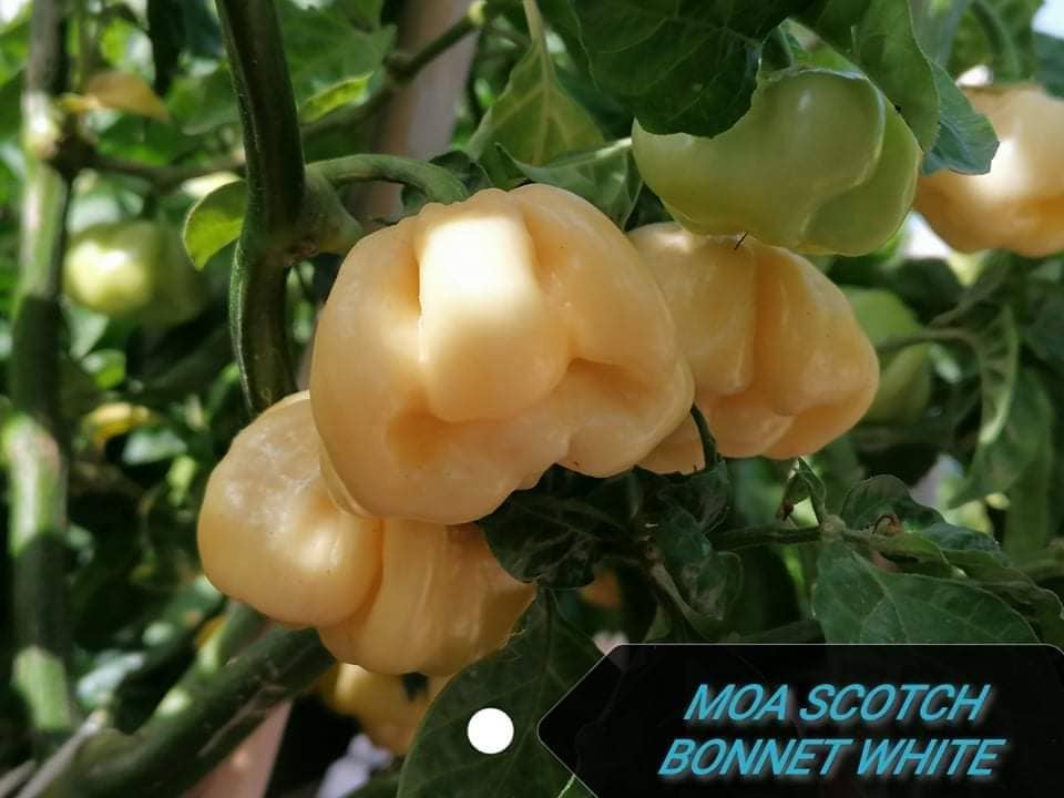 JMOA Scotch Bonnet White - C.chinense